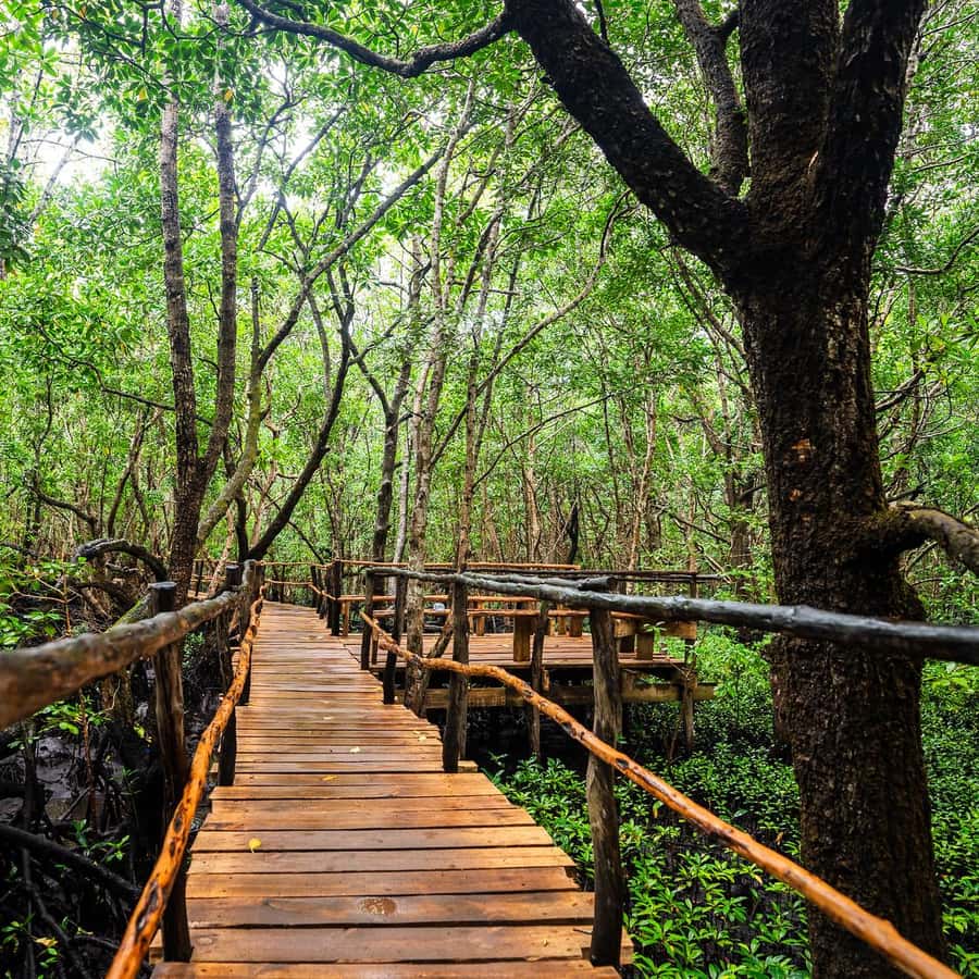 Salam Cave, Jozani Forest & Spice Farm Tour - View 1